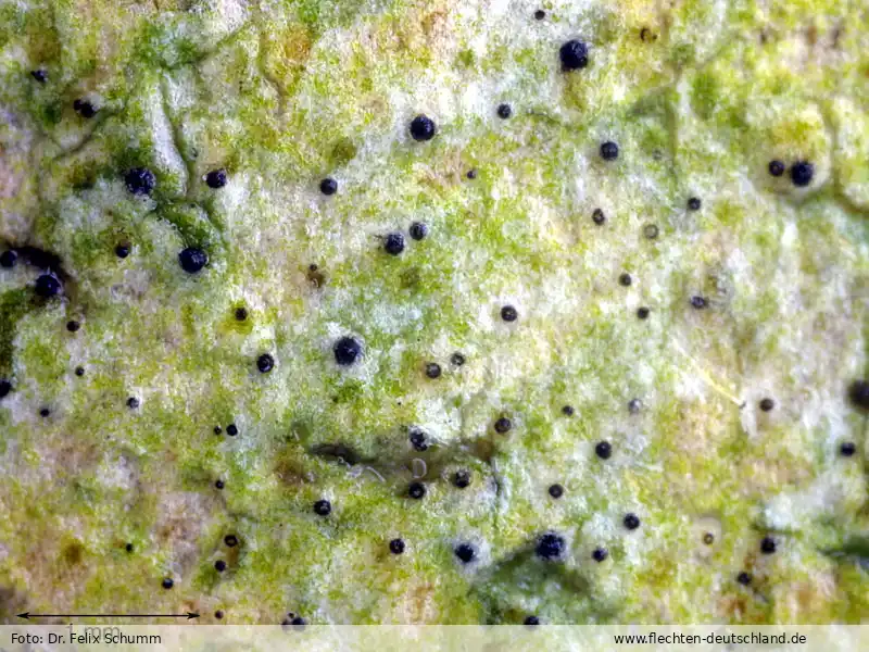 Fotografie Anisomeridium polypori (Ellis & Everh.) M. E. Barr
