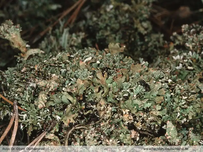 Fotografie Cladonia cervicornis subsp. pulvinata (Sandst.) Ahti