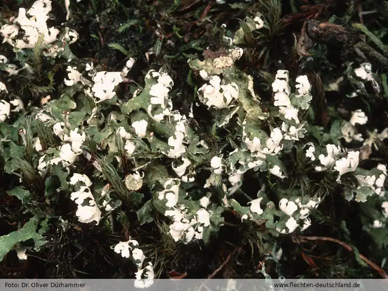 Fotografie Cladonia foliacea (Huds.) Willd.