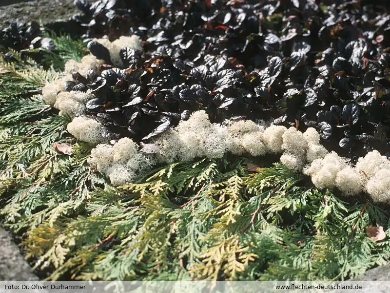 Fotografie Cladonia stellaris (Opiz) Pouzar & Vězda