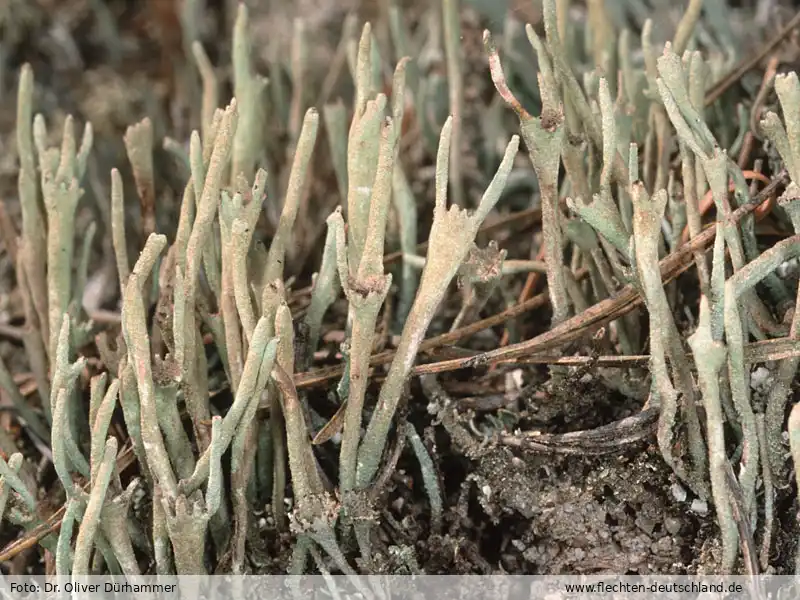 Fotografie Cladonia subulata (L.) Weber ex F. H. Wigg.