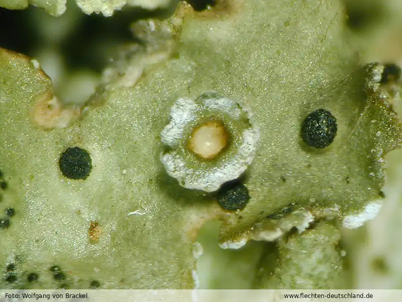 Fotografie Abrothallus acetabuli Diederich