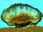 Abrothallus bertianus De Not.
