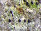 Arthopyrenia antecellens (Nyl.) Arnold