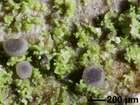 Bacidia neosquamulosa Aptroot & Herk