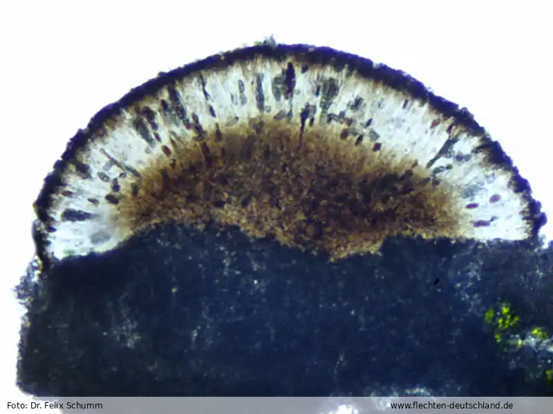 Fruchtkörper | Foto von Dr. Felix Schumm