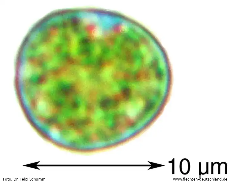 Mikromerkmale | Foto von Dr. Felix Schumm