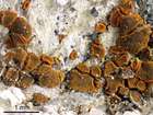 Caloplaca arenaria (Pers.) Müll. Arg.