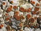 Caloplaca erythrocarpa (Pers.) Zwackh