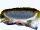 Caloplaca flavorubescens (Huds.) J. R. Laundon