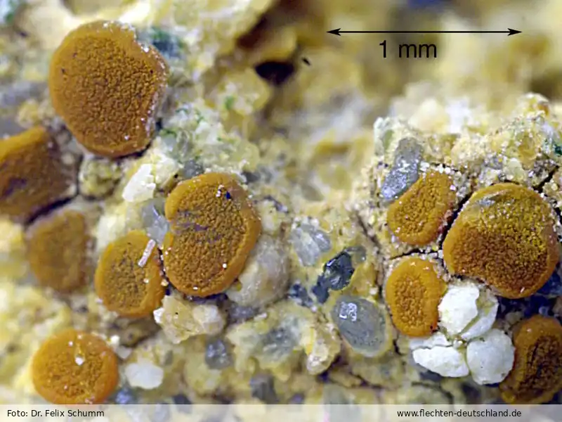 Habitus | Foto von Dr. Felix Schumm