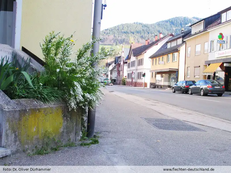 Habitus | Foto von Dr. Oliver Dürhammer