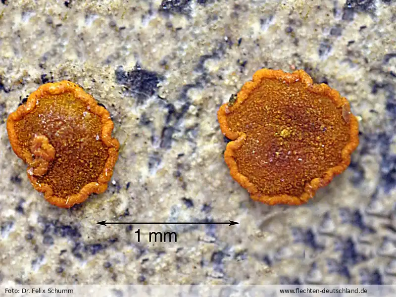 Habitus | Foto von Dr. Felix Schumm