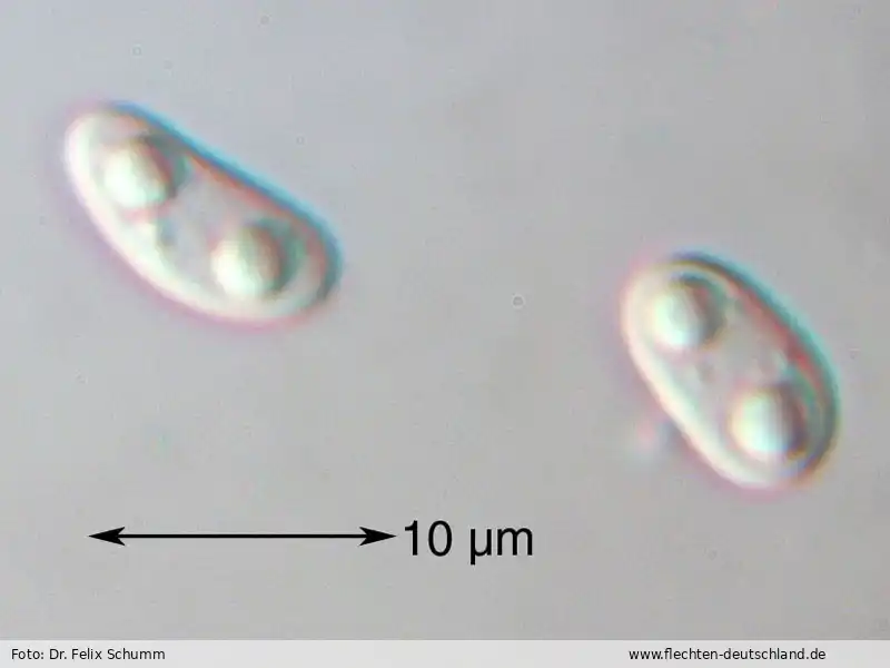 Querschnitt Fruchtkörper | Foto von Dr. Felix Schumm