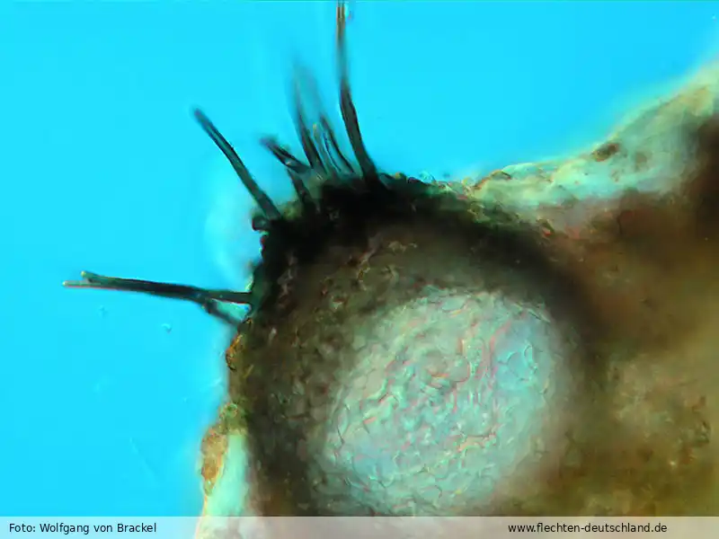 Sporen | Foto von Wolfgang von Brackel