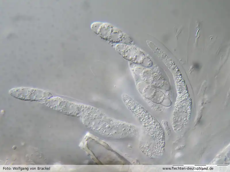 Querschnitt Fruchtkörper | Foto von Wolfgang von Brackel