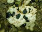 Carbonea supersparsa (Nyl.) Hertel