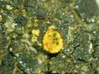 Cercidospora caudata Kernst.
