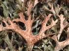 Cetraria islandica (L.) Ach.