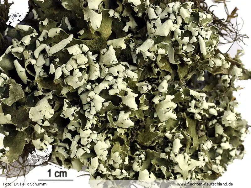 Fotografie Cladonia convoluta (Lam.) Cout.
