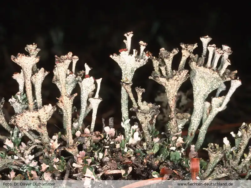 Fotografie Cladonia cervicornis subsp. verticillata (Hoffm.) Ahti