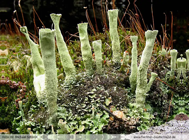 Fotografie Cladonia deformis (L.) Hoffm.