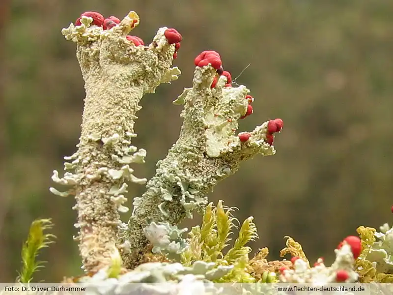 Fotografie Cladonia digitata (L.) Hoffm.