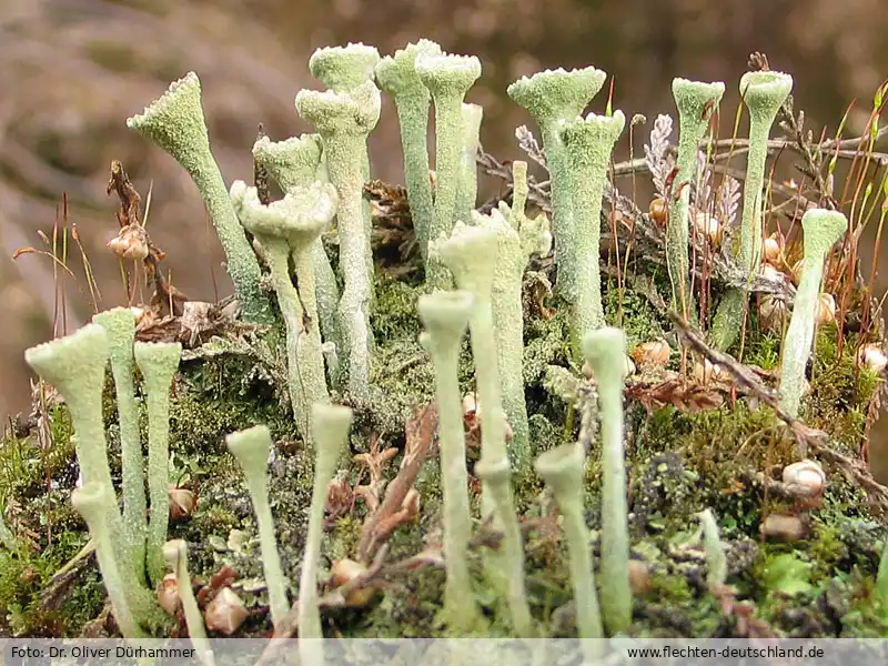 Habitus | Foto von Dr. Oliver Dürhammer