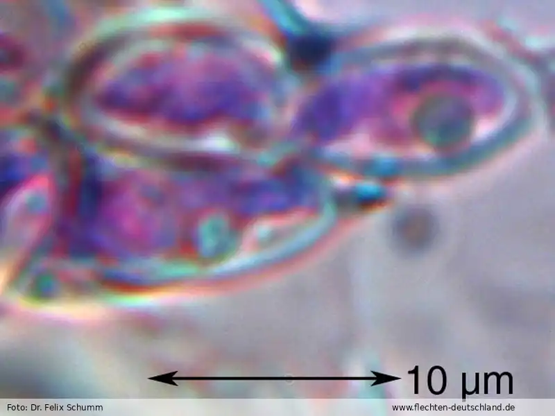 Querschnitt Fruchtkörper | Foto von Dr. Felix Schumm