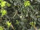 Collema crispum (L.) Weber ex F. H. Wigg.