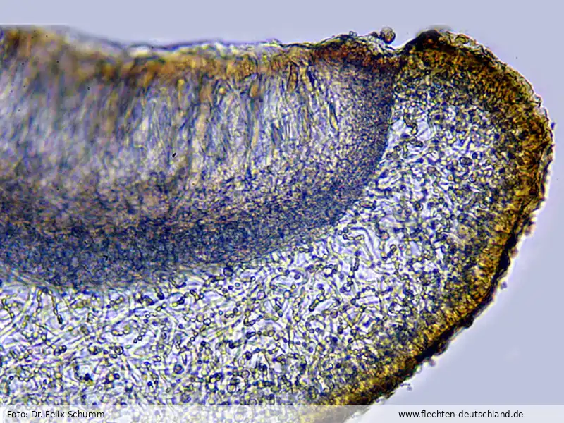 Fruchtkörper | Foto von Dr. Felix Schumm