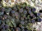 Collema subnigrescens Degel.