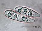 Collema tenax (Sw.) Ach. em. Degel.