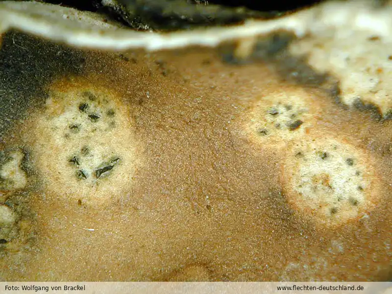 Fotografie Corticifraga peltigerae (Fuckel) D. Hawksw. & R. Sant.