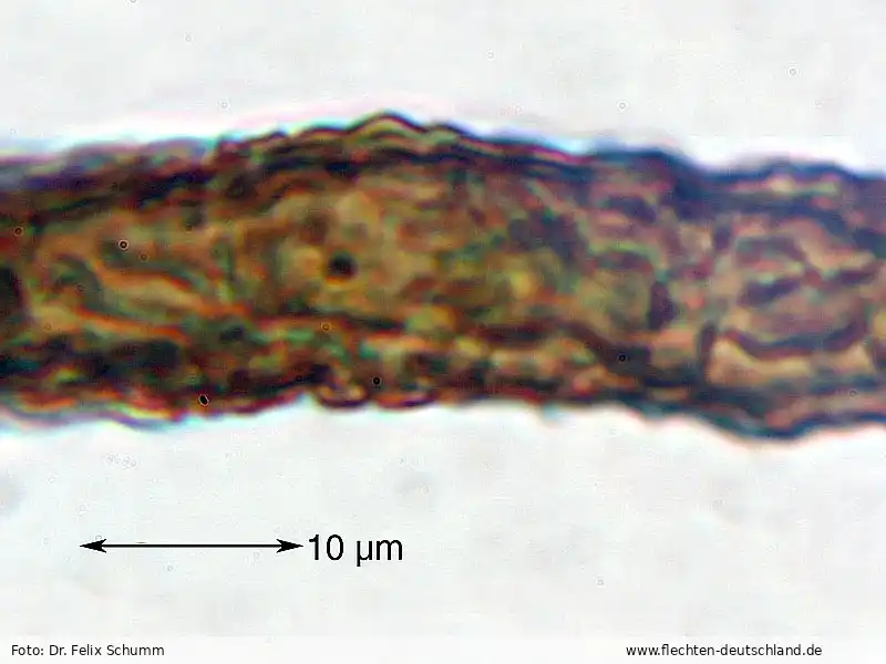 Habitus | Foto von Dr. Felix Schumm