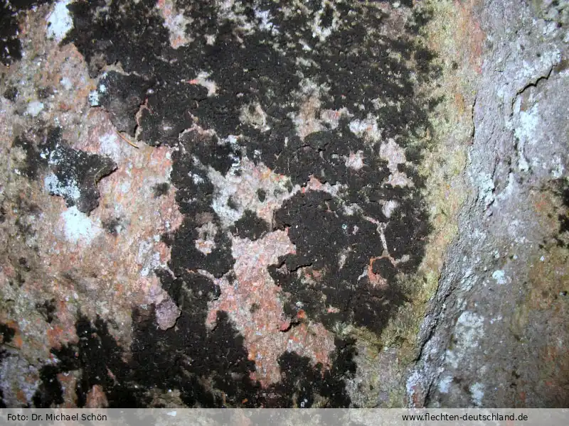 Habitus | Foto von Dr. Michael Schön