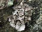 Dermatocarpon miniatum (L.) W. Mann