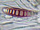 Graphis elegans (Borrer ex Sm.) Ach.