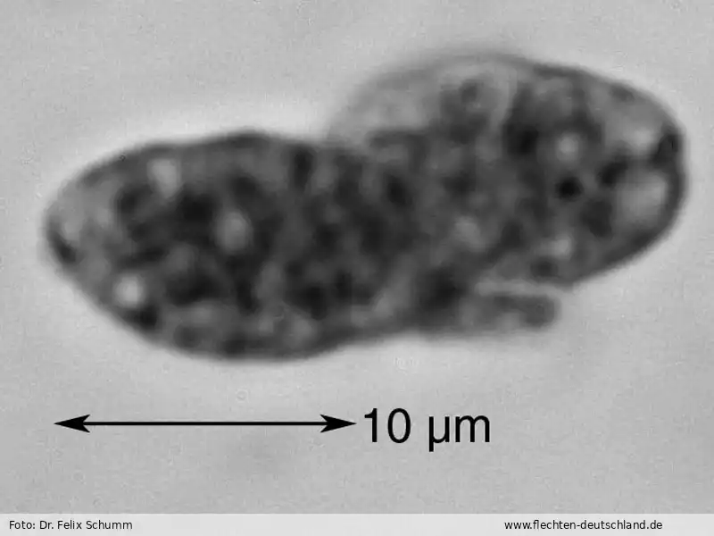 Querschnitt Fruchtkörper | Foto von Dr. Felix Schumm