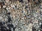 Lecanora cenisia Ach.