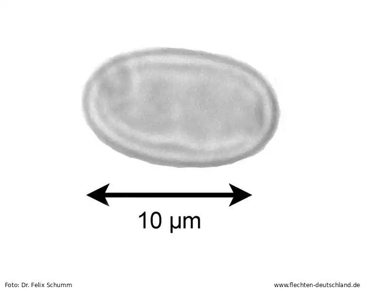 Querschnitt Fruchtkörper | Foto von Dr. Felix Schumm