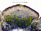 Lecanora persimilis Th. Fr.