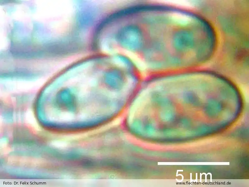 Querschnitt Fruchtkörper | Foto von Dr. Felix Schumm