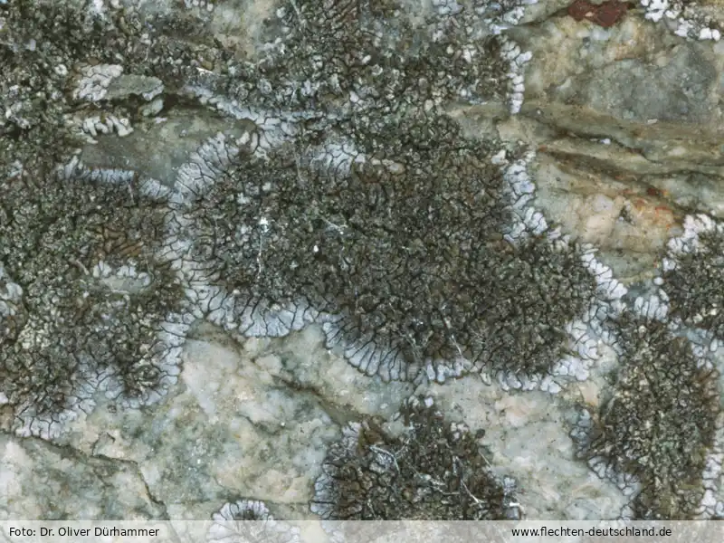 Fotografie Caloplaca demissa (Körb.) Arup & Grube