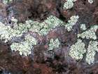 Lecanora orosthea (Ach.) Ach.