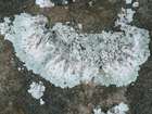 Lepraria flavescens Clauzade & Cl. Roux