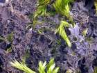 Leptogium lichenoides (L.) Zahlbr.