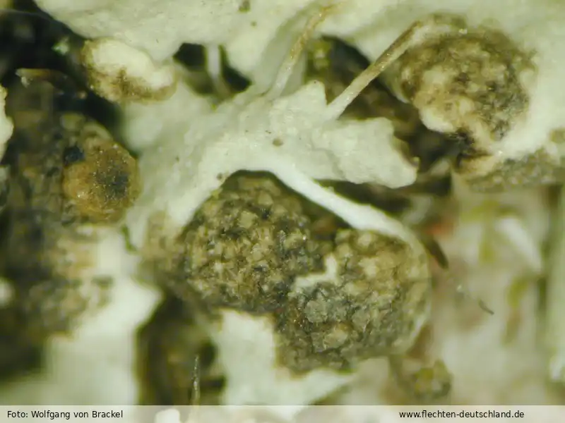 Fotografie Lichenochora obscurioides (Linds.) Triebel & Rambold
