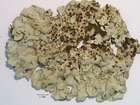 Lobaria amplissima (Scop.) Forssell