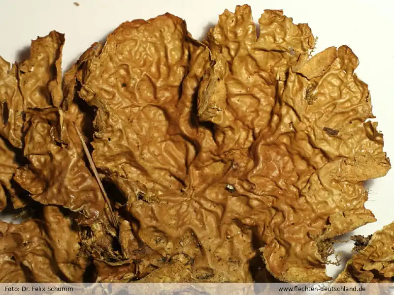 Fotografie Lobaria linita (Ach.) Rabenh.
